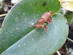 Pleurothallis matudana