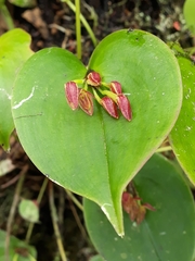 Pleurothallis matudana
