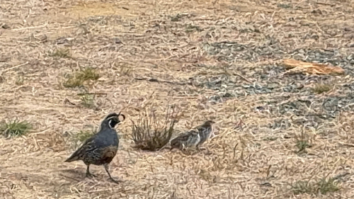 iNaturalist observation photo of California Quail