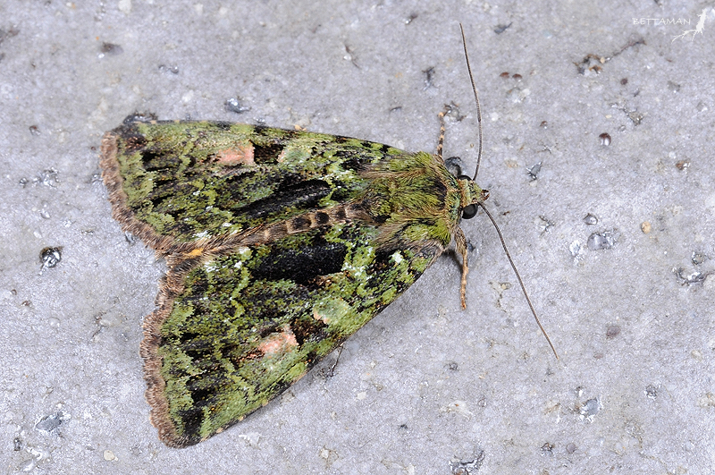 Olivenebula monticola
