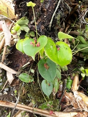 Pleurothallis matudana