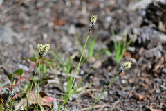 Carex concinnoides