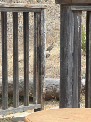iNaturalist observation photo of California Quail