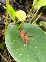 Pleurothallis matudana