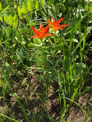 Lilium concolor partheneion