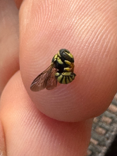 European Rotund-Resin bee
