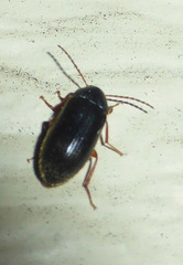 Lobopoda erythrocnemis