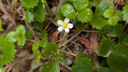 Fragaria, 2026-08-20