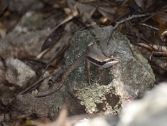 Leiocephalus macropus