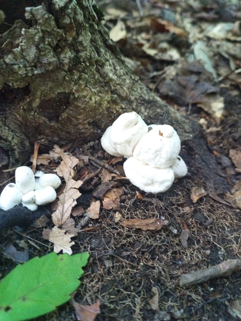 Aborted entoloma · August 2026 · photo: Photo: no rights reserved · iNaturalist