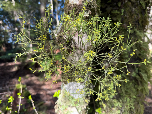 Misodendron gayanum (Misodendrum gayanum)
