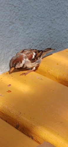 House Sparrow