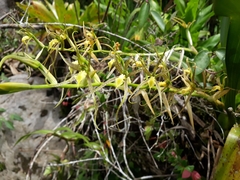 Brassia