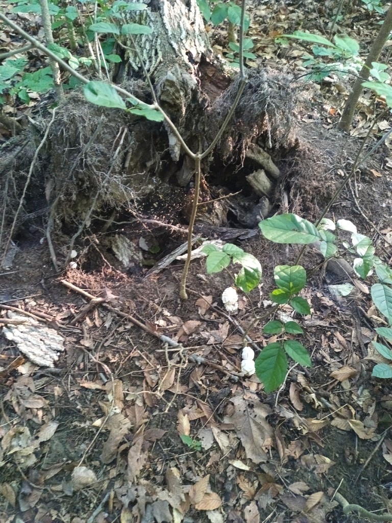 Aborted entoloma · August 2026 · photo: Photo: no rights reserved · iNaturalist