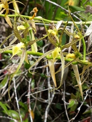 Brassia
