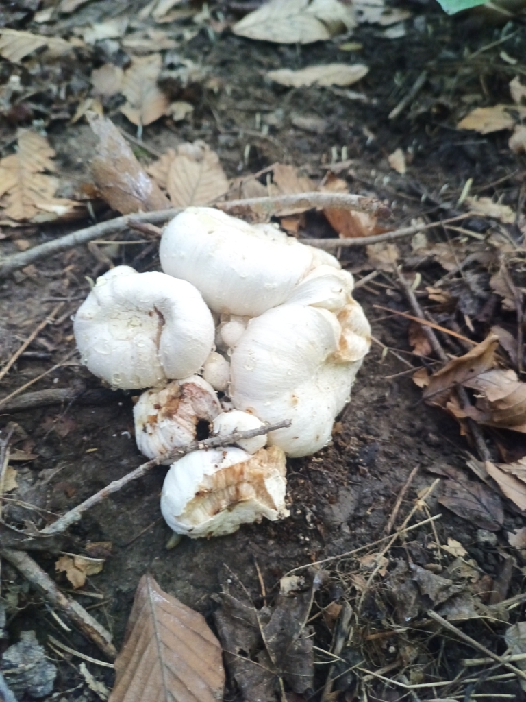 Aborted entoloma
