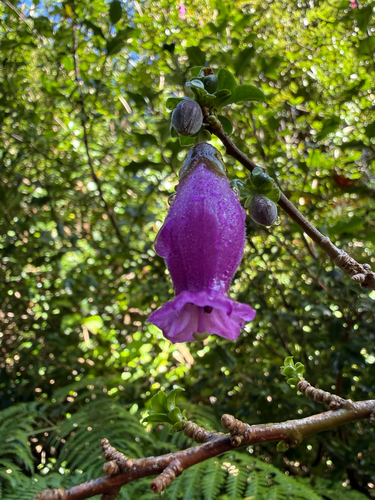 Latua pubiflora