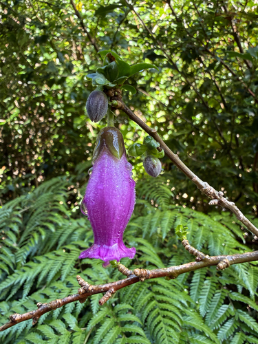Latua pubiflora, photograph 2