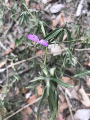 Hypoestes cumingiana
