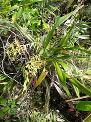 Brassia