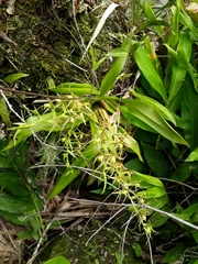 Brassia