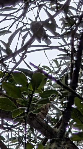 Chasiempis sandwichensis observed 2026-08-20