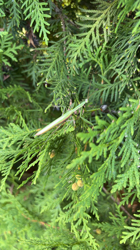European Mantis