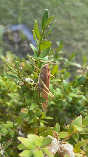 Great Green Bush-cricket