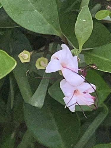 scrambling clerodendrum