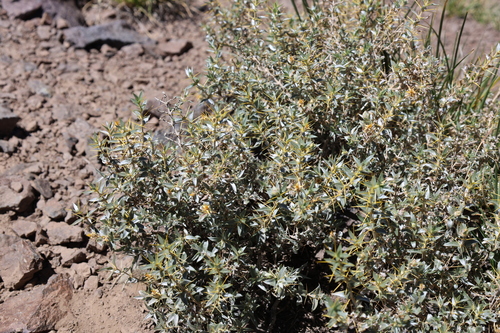 Chuquiraga oppositifolia, photograph 5