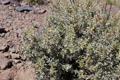 Chuquiraga oppositifolia, photograph (c) Grzegorz Grzejszczak, some rights reserved (CC BY-SA)
