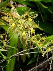 Brassia