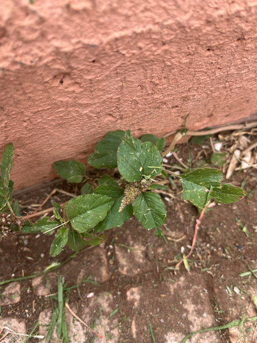 green amaranth
