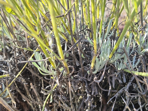 Lavandula latifolia, photograph 4