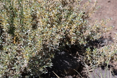 Chuquiraga oppositifolia, photograph (c) Grzegorz Grzejszczak, some rights reserved (CC BY-SA)