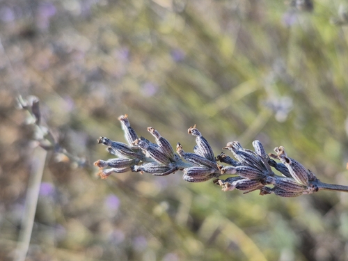 Lavandula latifolia, photograph 5