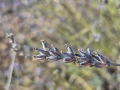 Lavandula latifolia, photograph (c) Héctor Ibáñez Cantero, some rights reserved (CC BY)