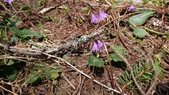 Soldanella