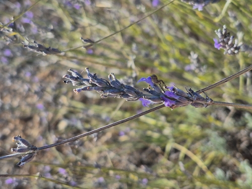 Lavandula latifolia, photograph 6