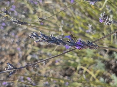 Lavandula latifolia, photograph (c) Héctor Ibáñez Cantero, some rights reserved (CC BY)
