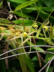 Brassia