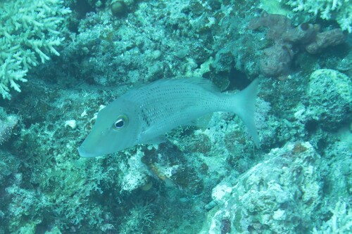 Lethrinus ravus observed 2023-03-27