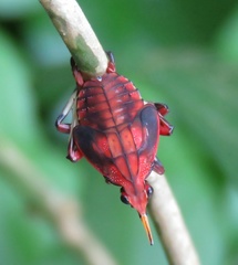 Kalidasa lanata
