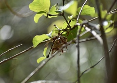 Polistes cubensis