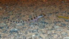 Hemidactylus triedrus