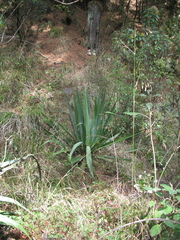 Furcraea parmentieri