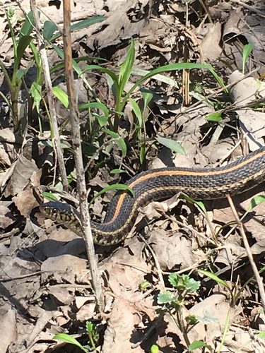 Thamnophis radix