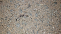 Hemidactylus triedrus