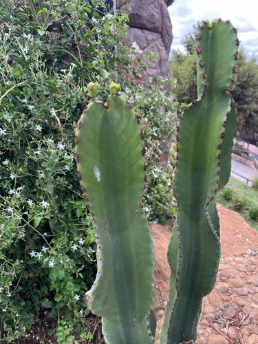 Common Tree Euphorbia
