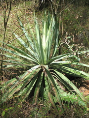 Furcraea parmentieri